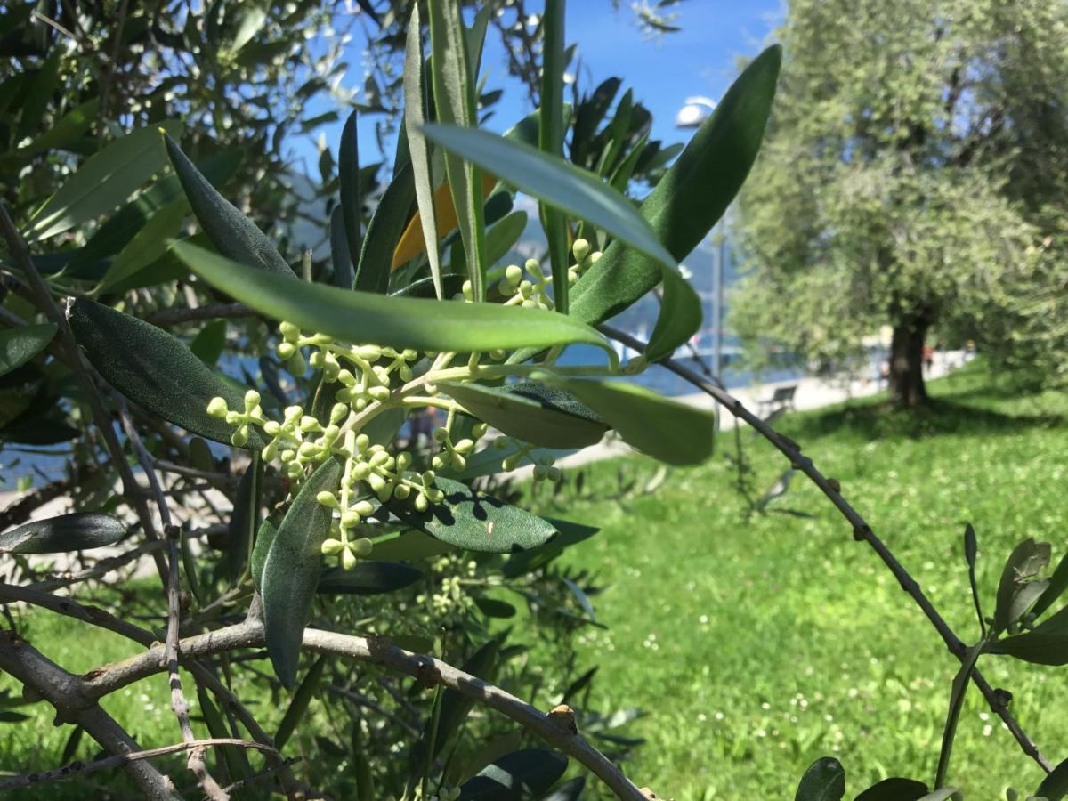 Comolakehome A Due Passi Dal Dervio