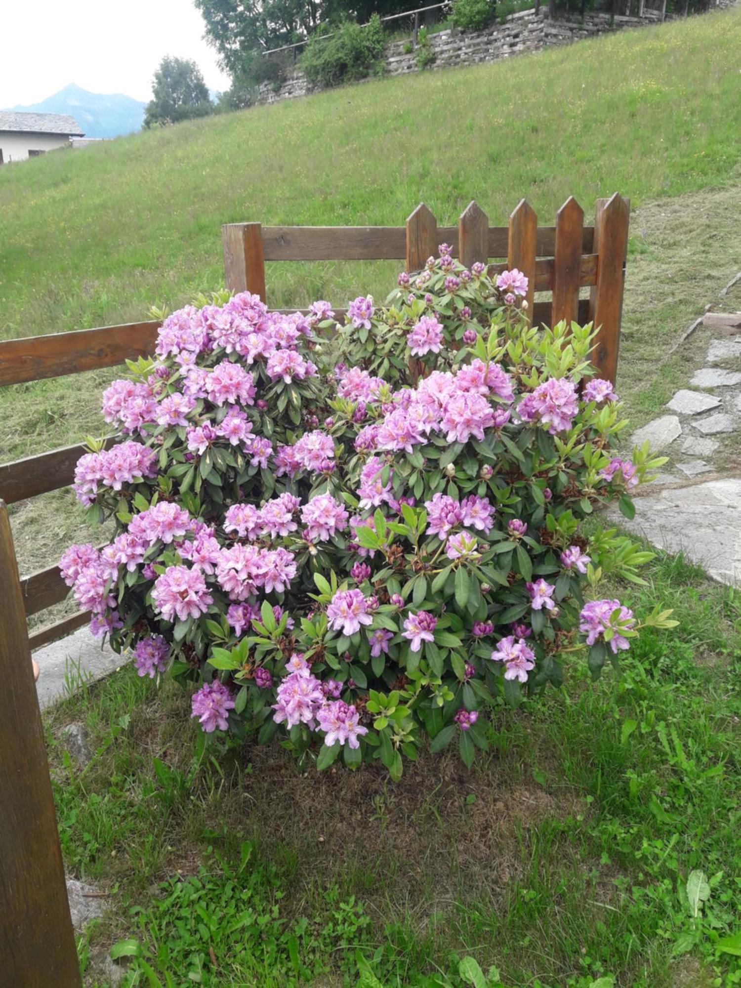 Baita Luci Holiday home