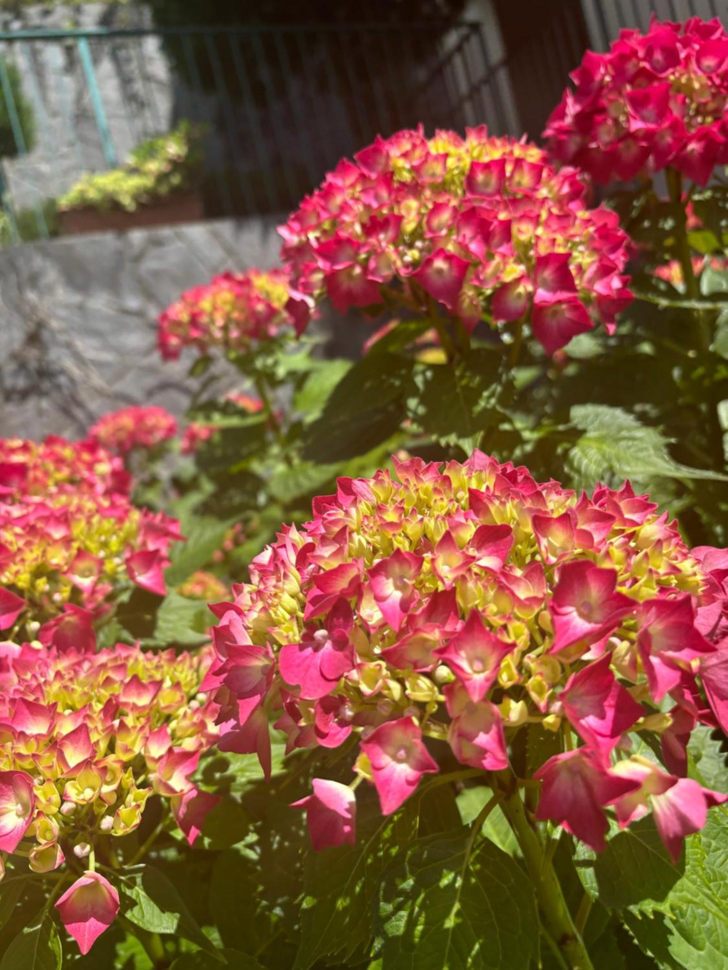 Ortensia - Perfect For Couple And Pets Varenna