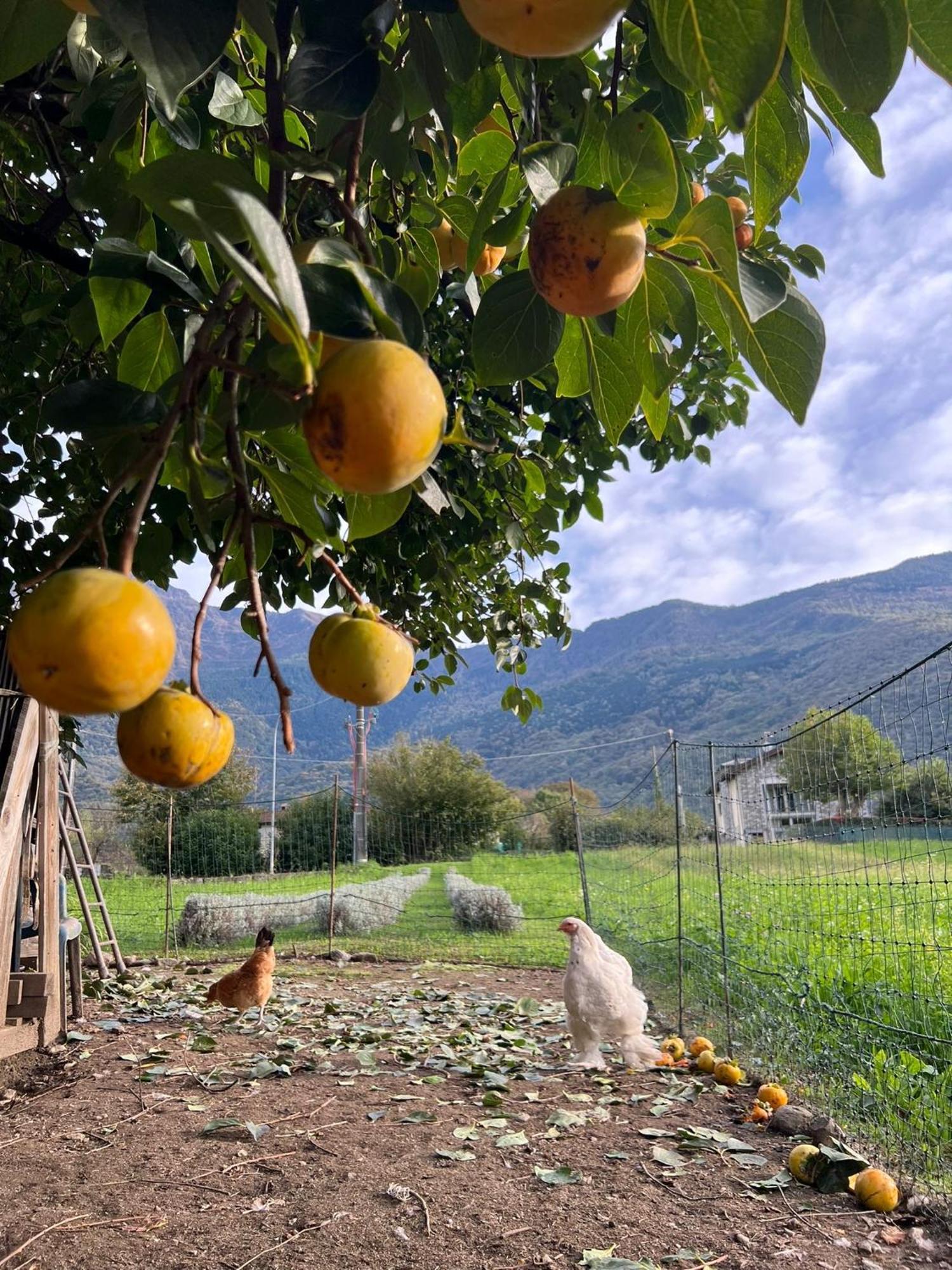 Il Giardino Dei Ciliegi