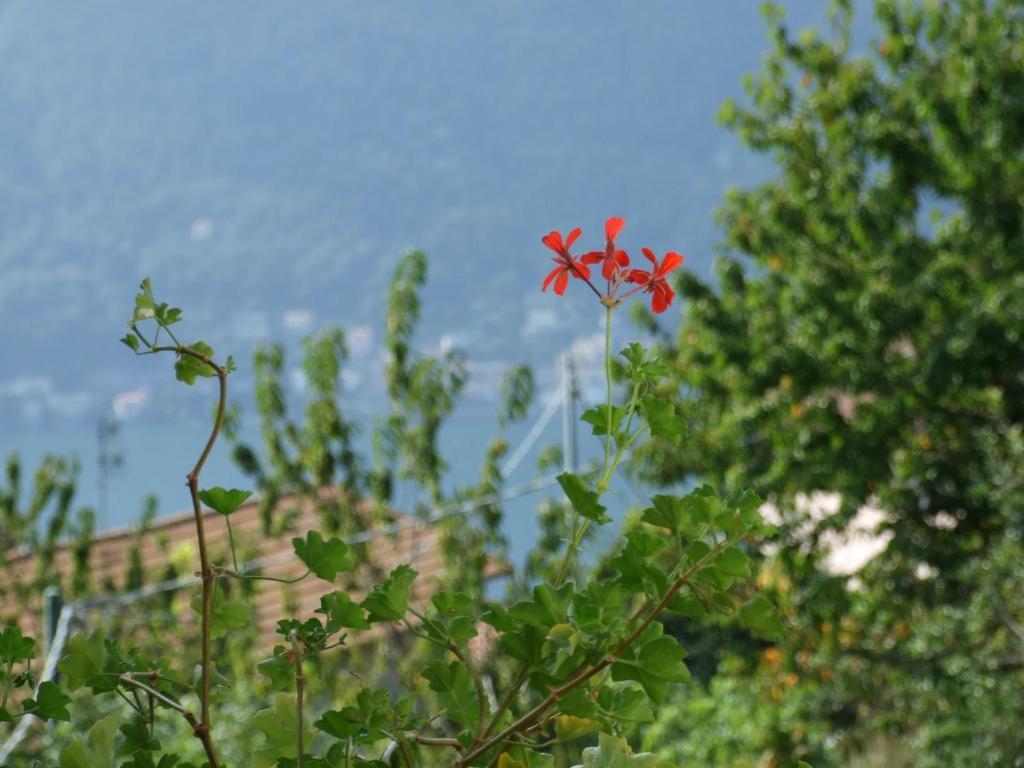 La Ruota Del Mulino Aparthotel Nesso