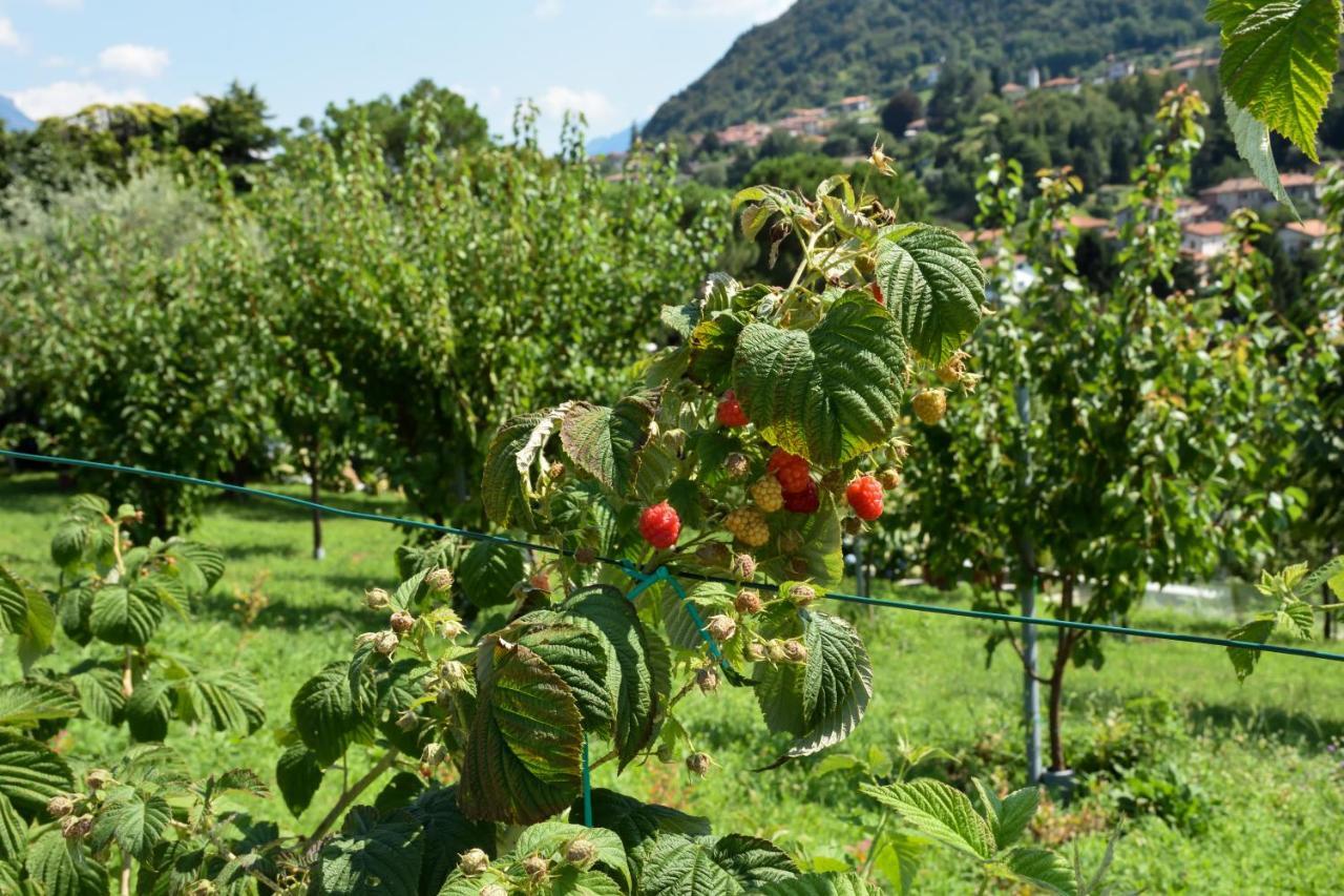 Il Colle Bellagio