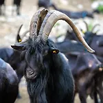 Agriturismo Le Radici