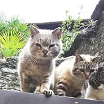 House Of Cats
