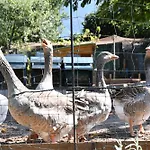 Il Giardino Dei Ciliegi