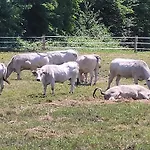 Agriturismo La Fornace Centro Ippico