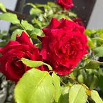 B&B Il Tulipano