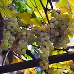Agriturismo Barcola