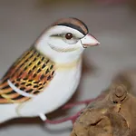 Il Nido
