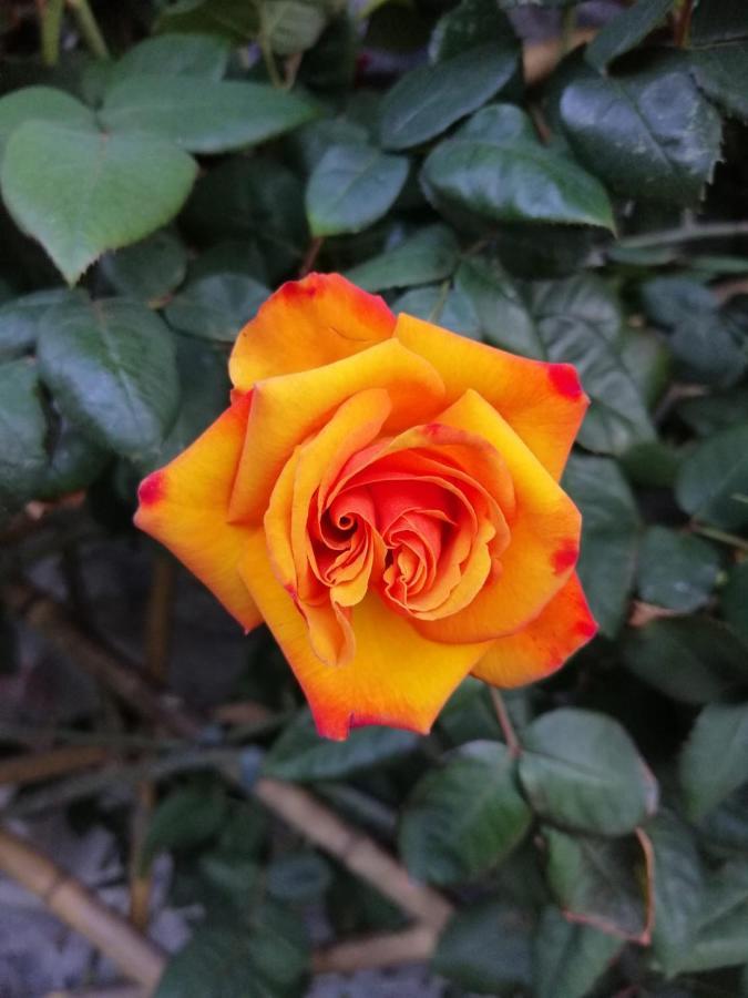 Rose Appartamento *