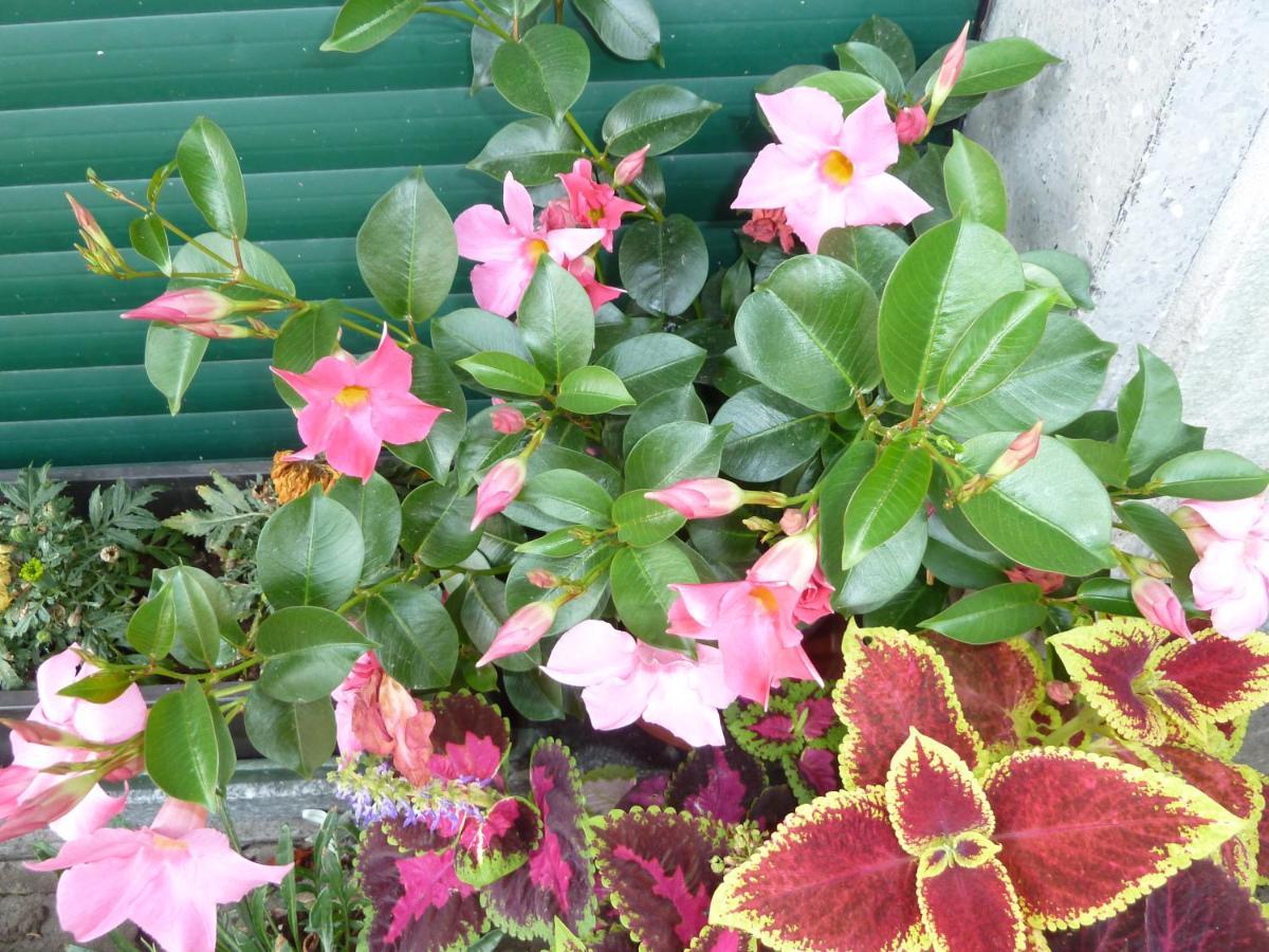La Casa Delle Ortensie Bed & Breakfast *