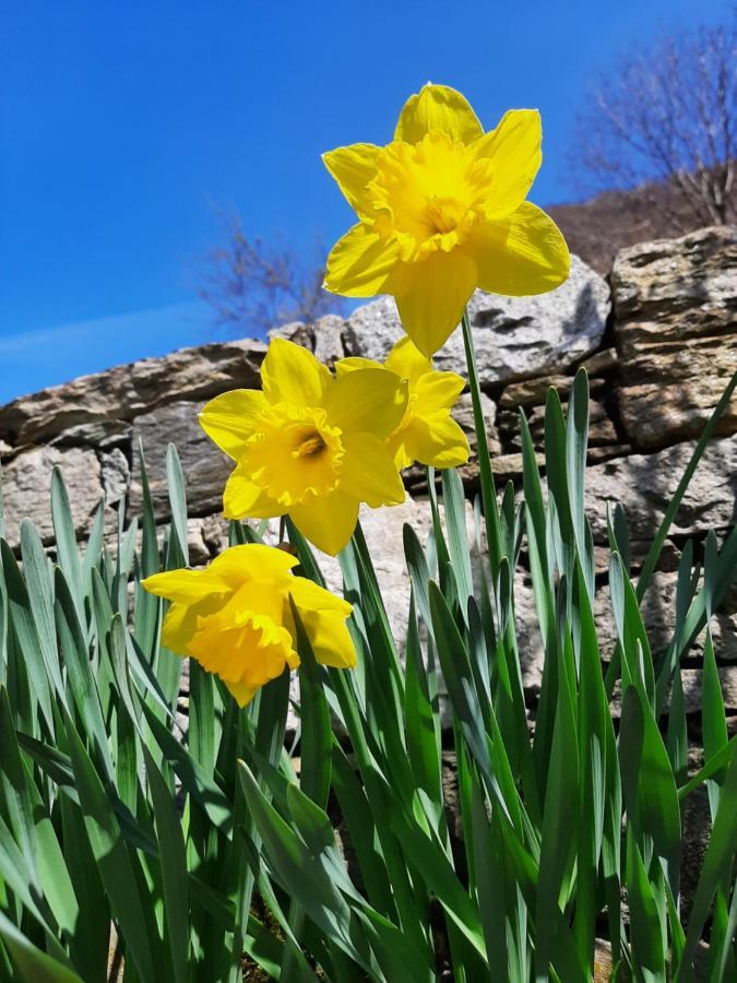 Bauernhof Zertin Gravedona