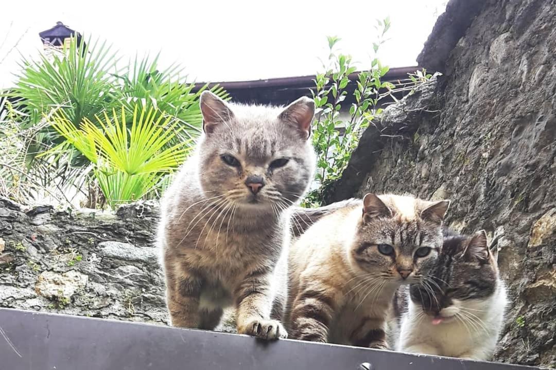 Apartment House Of Cats *