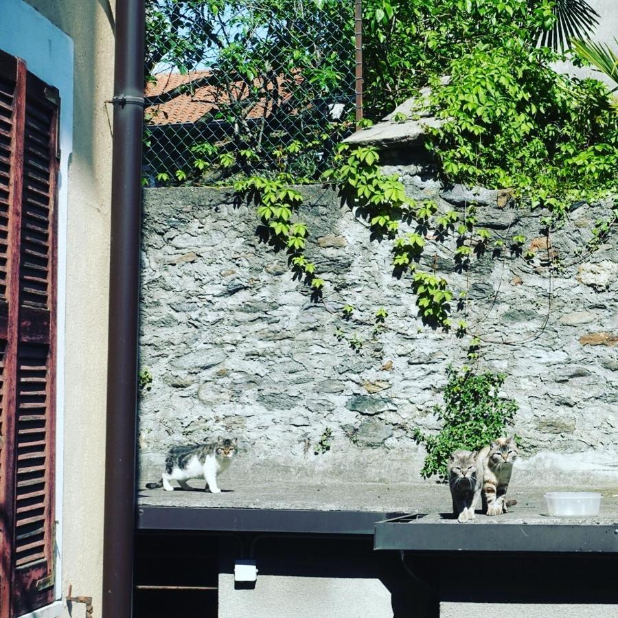 Apartment House Of Cats *