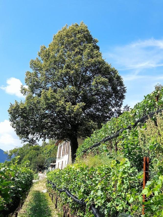 Farm stay Cascina Teresina Veleso