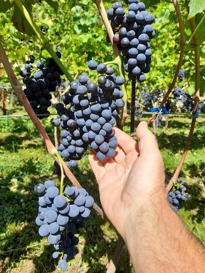 Cascina Teresina Veleso
