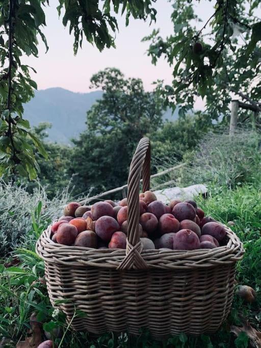 Appartamento Il Riccio