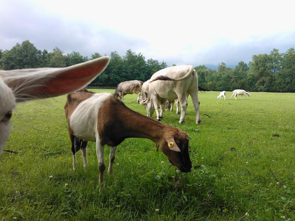 Farm stay Agriturismo Cassinazza *