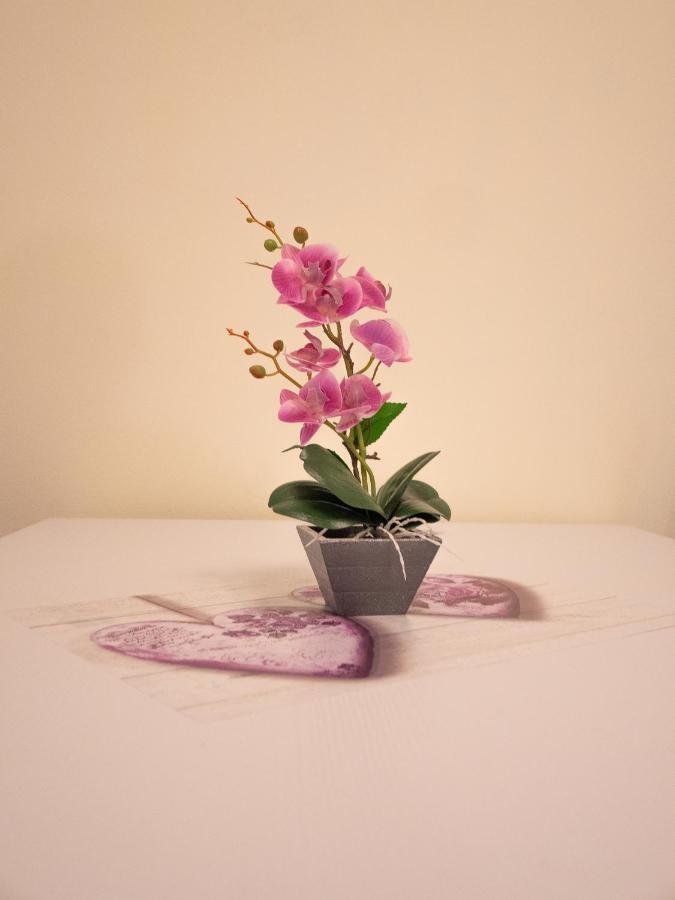 Apartment Camelia House *