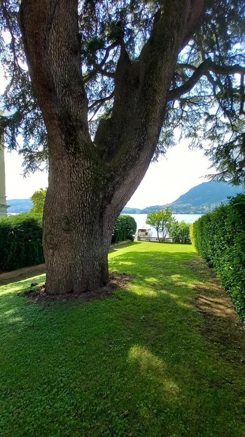 Magnolia In Cademartori