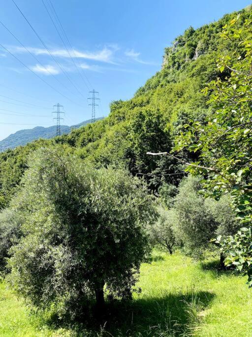 La Dimora Degli Olivi Casa vacanze