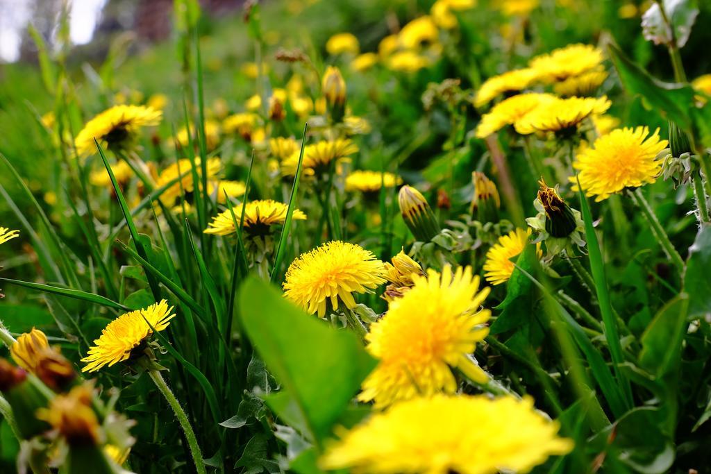 Rifugio Soldanella