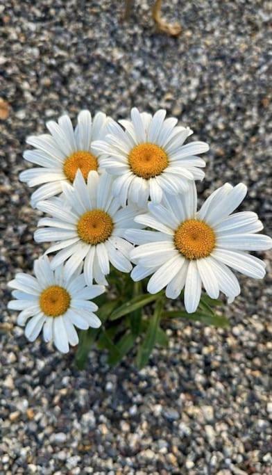 Daisy In Centro A * Como