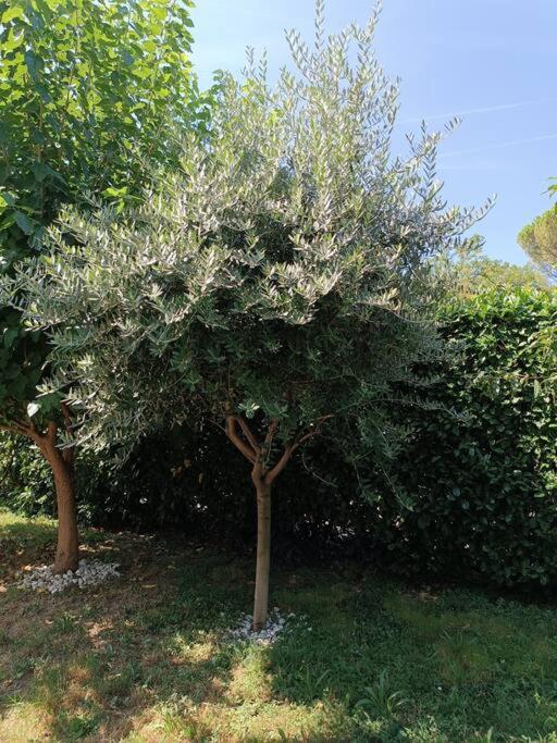 Bed & Breakfast Il Tulipano