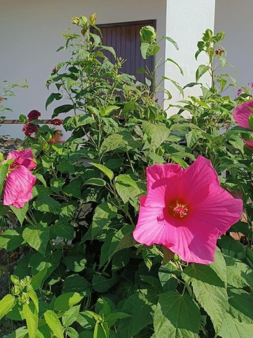 Il Tulipano Bed & Breakfast Como