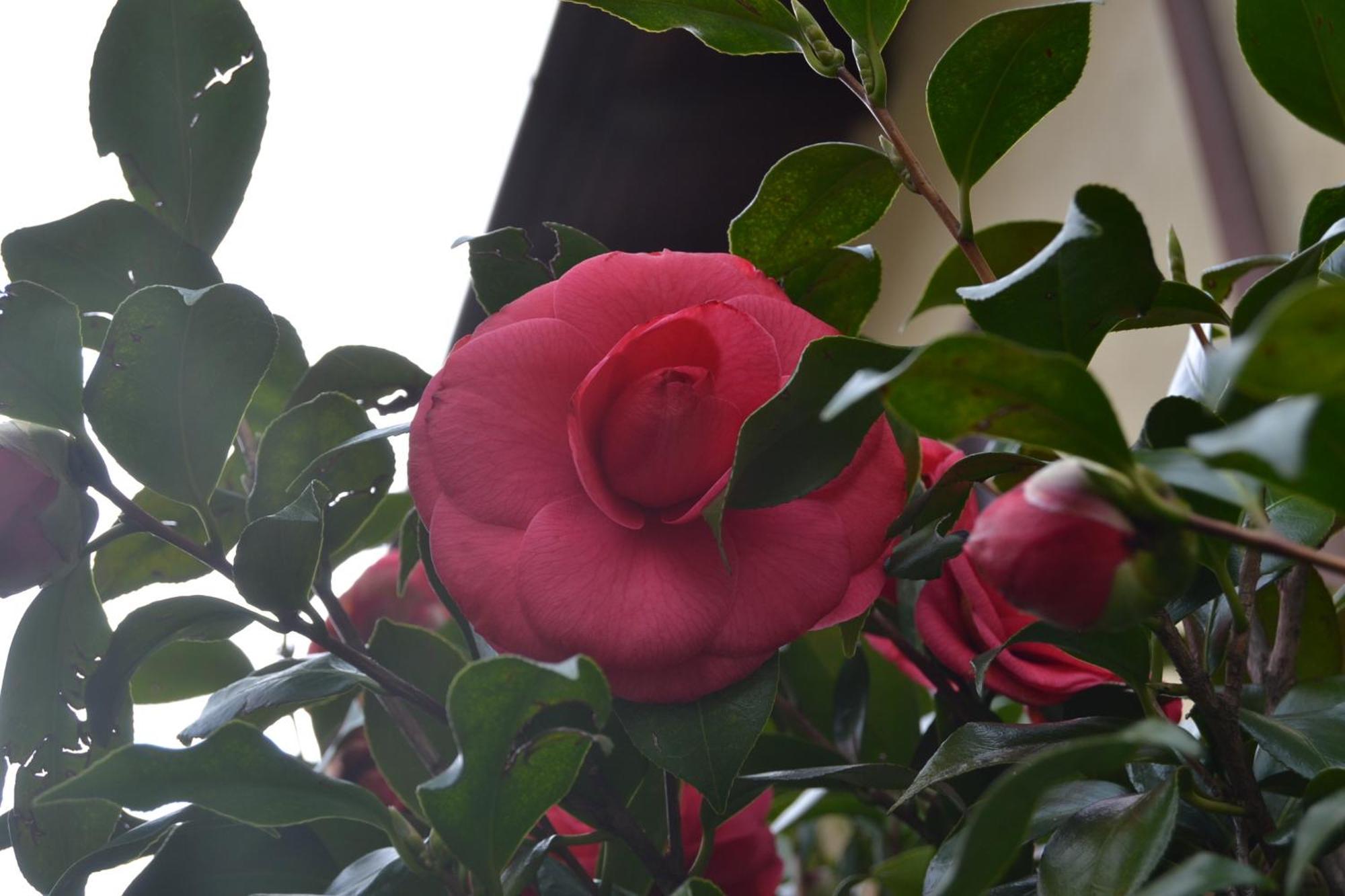 La Rosa E La Spina - E Relax Dervio