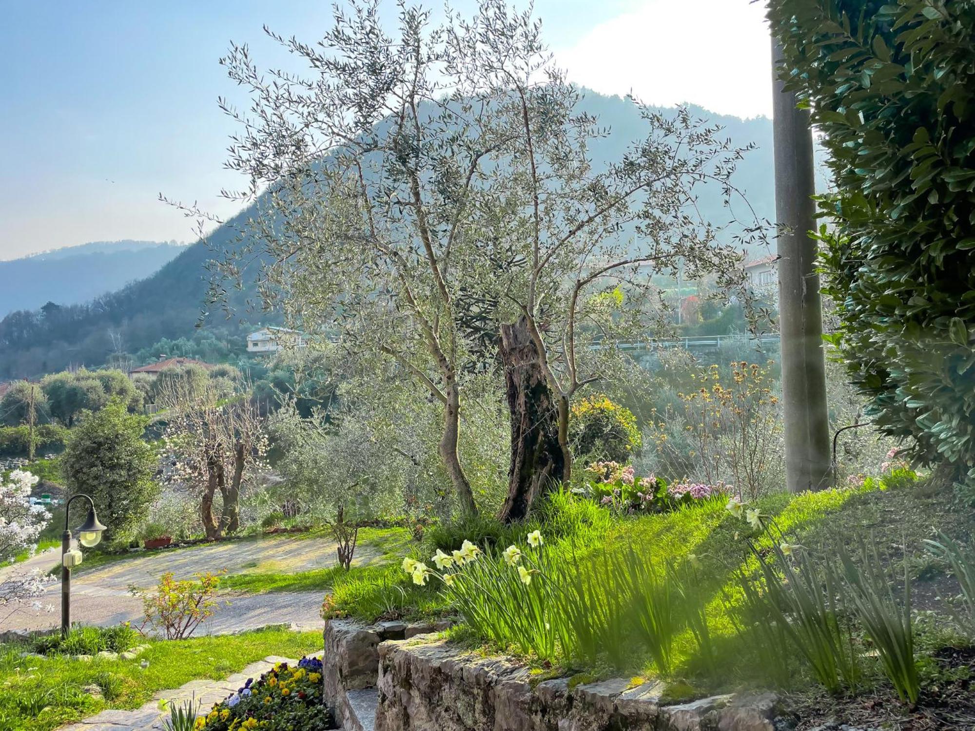Breva Loft Tra Gli Ulivi Ed Il *