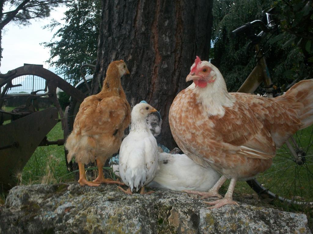 Bed & Breakfast B&B Agrifarm *