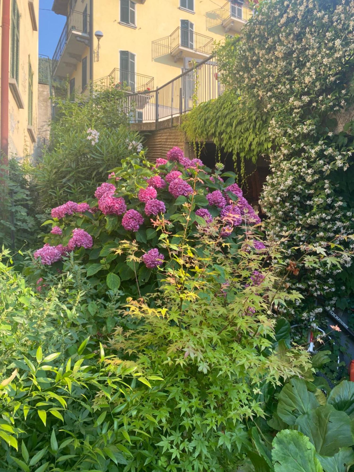 Peonia - Vista Apartment