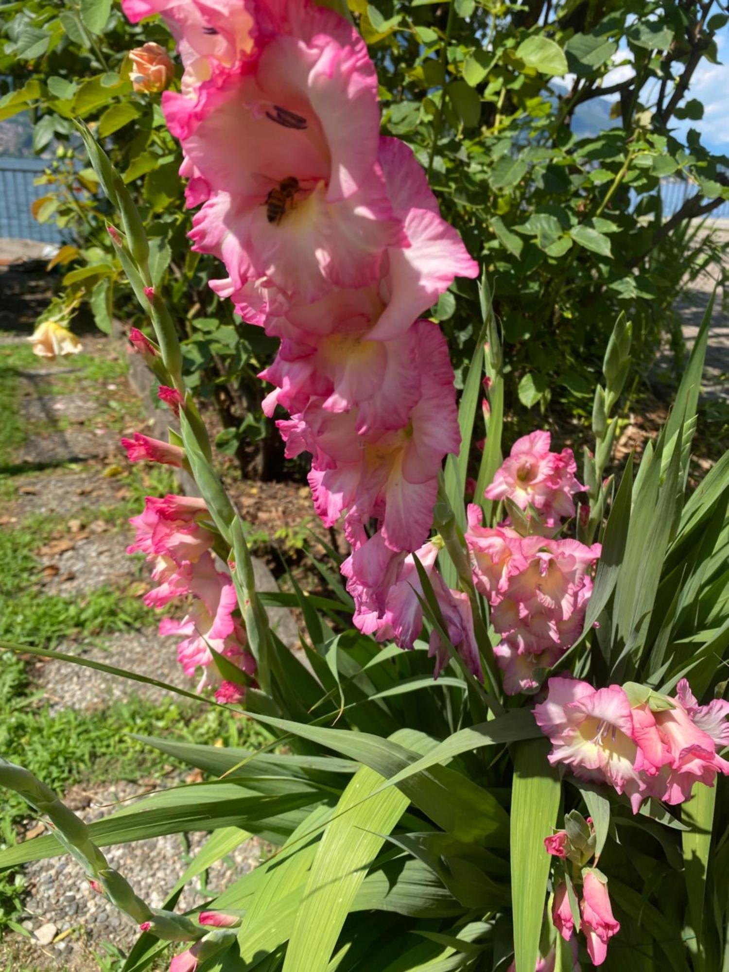 Peonia - Vista * Lezzeno