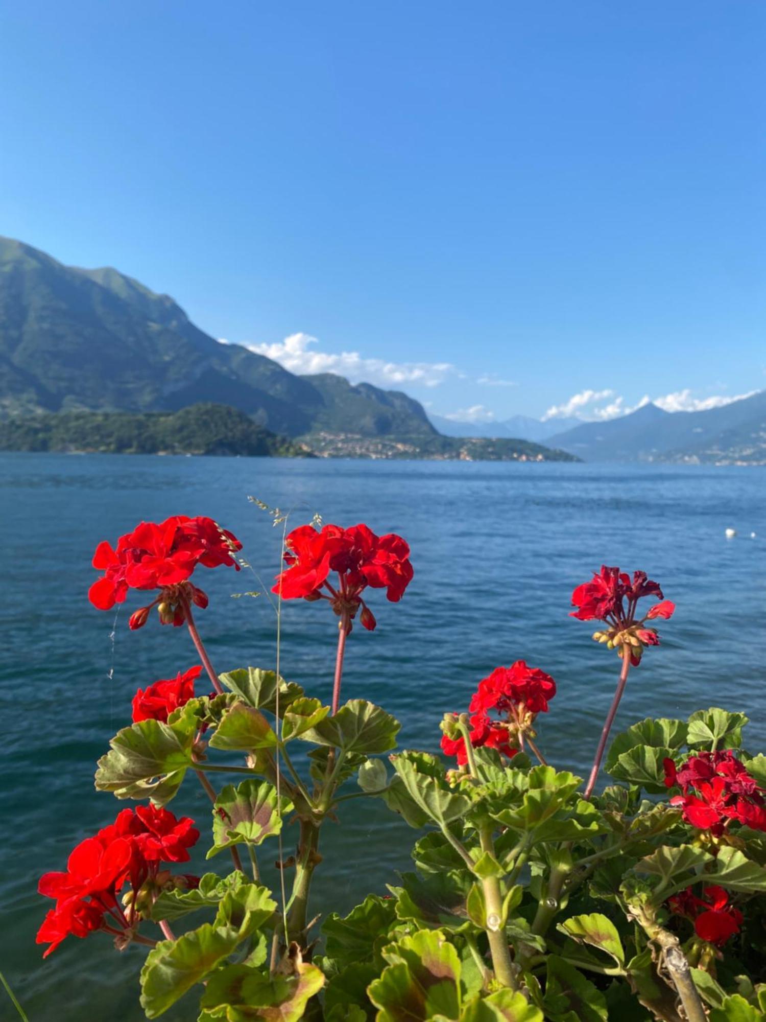 Peonia - Vista