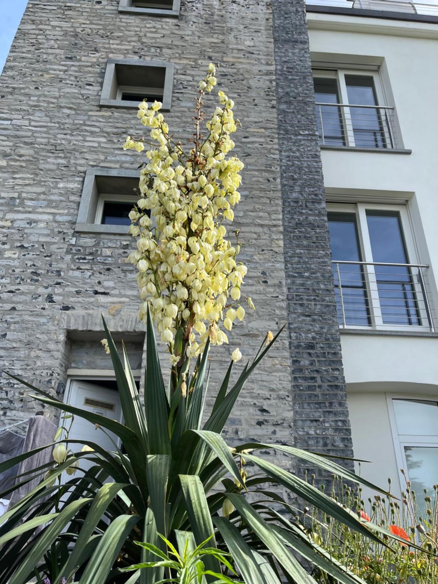 Penthouse - Cardano *