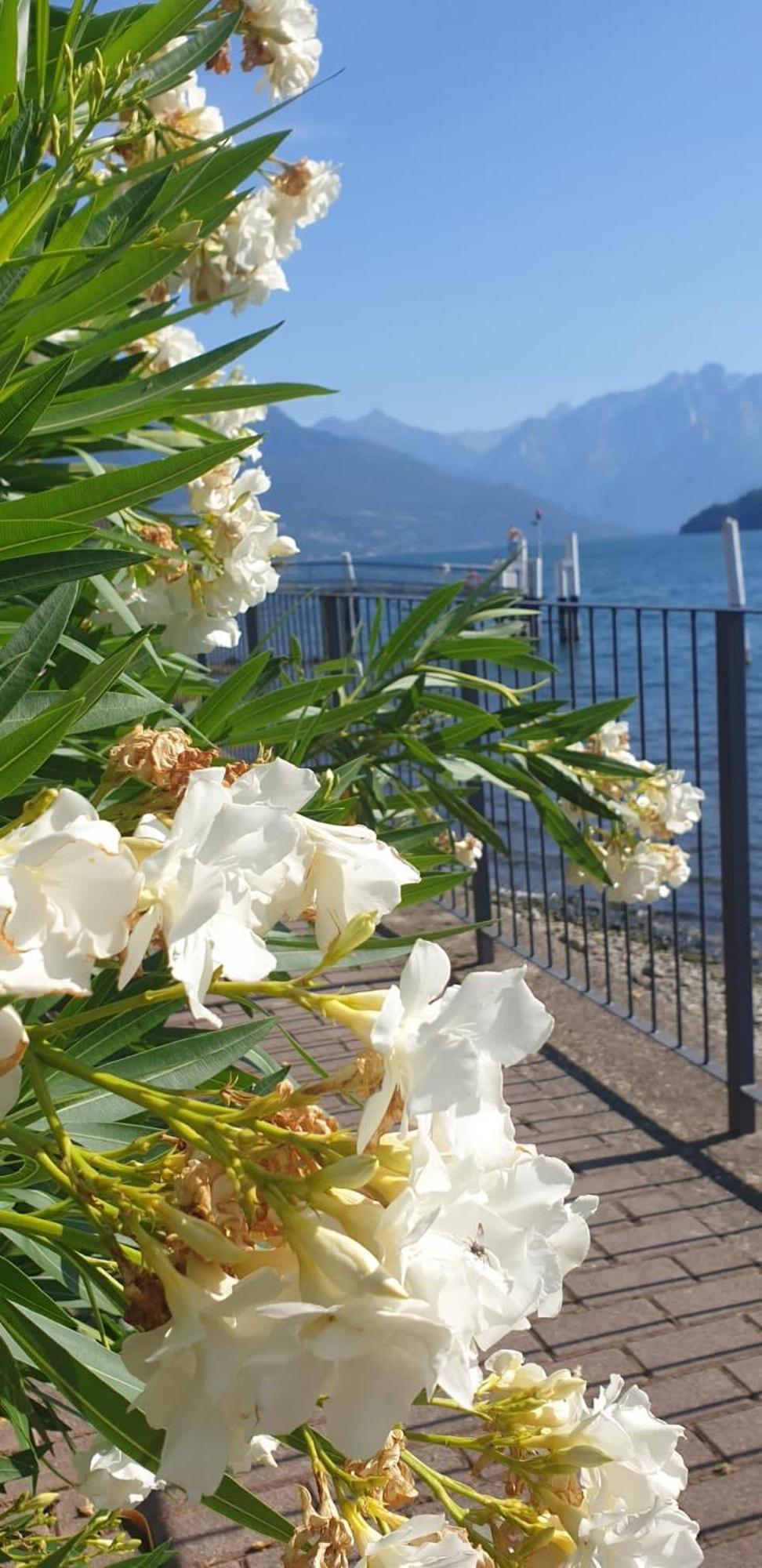 Laguna Beach Pianello Del Lario