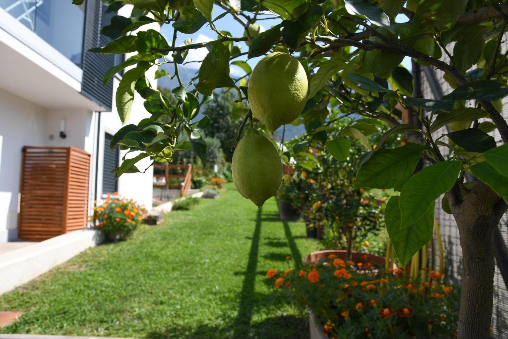 Il Giardino Dei Ciliegi Colico