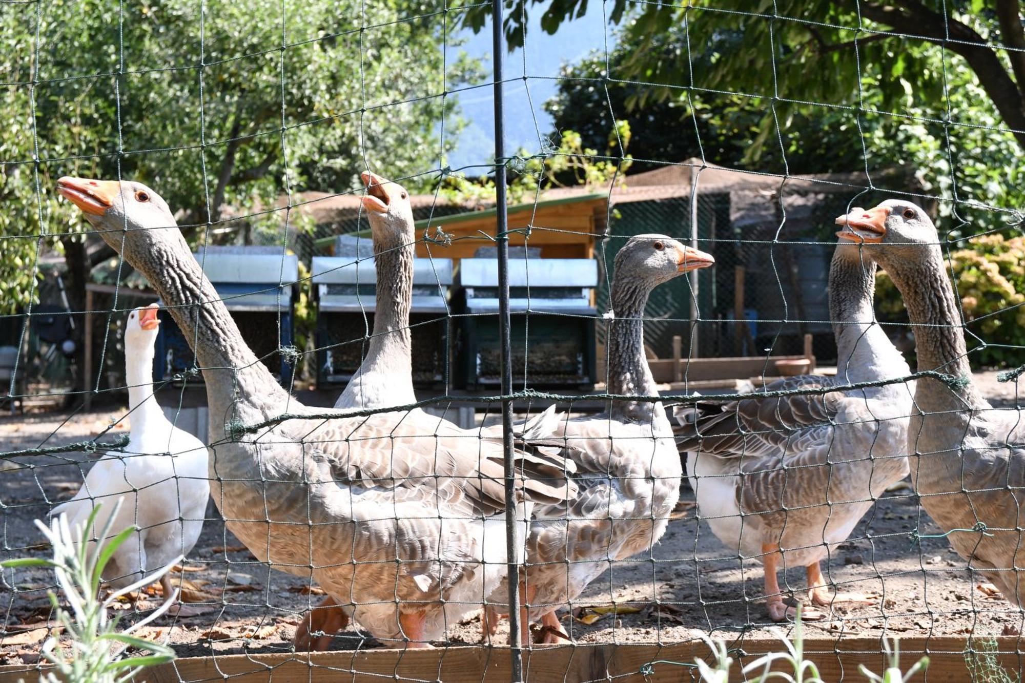 Il Giardino Dei Ciliegi