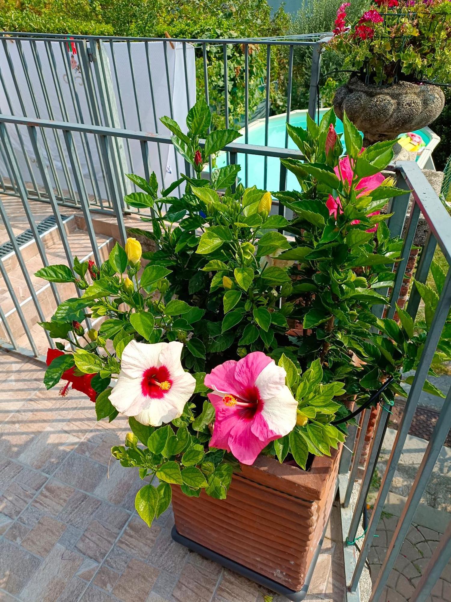Le Rose Sul Apartment
