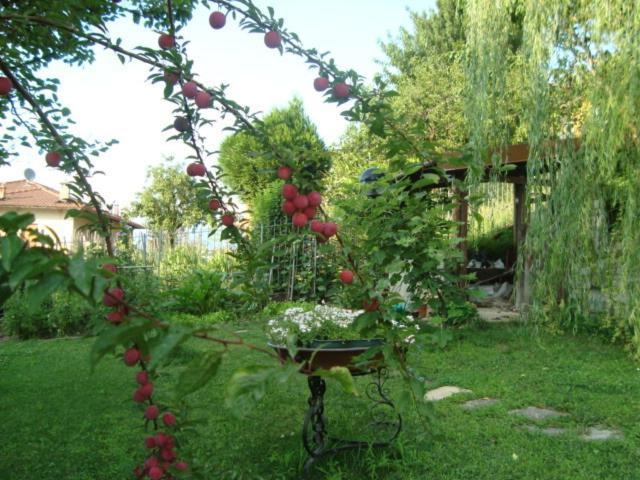 Cherry En Rose