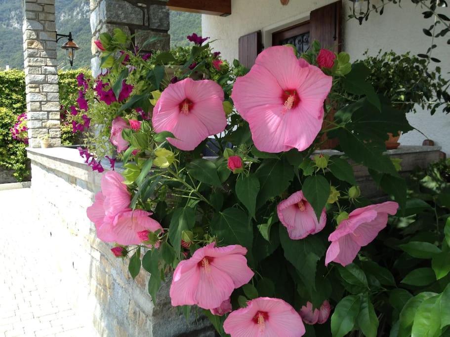 Casa Serena - Lake View With Garden - Lake Como *