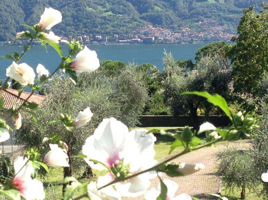 Apartment Casa Serena - Lake View With Garden - Lake Como