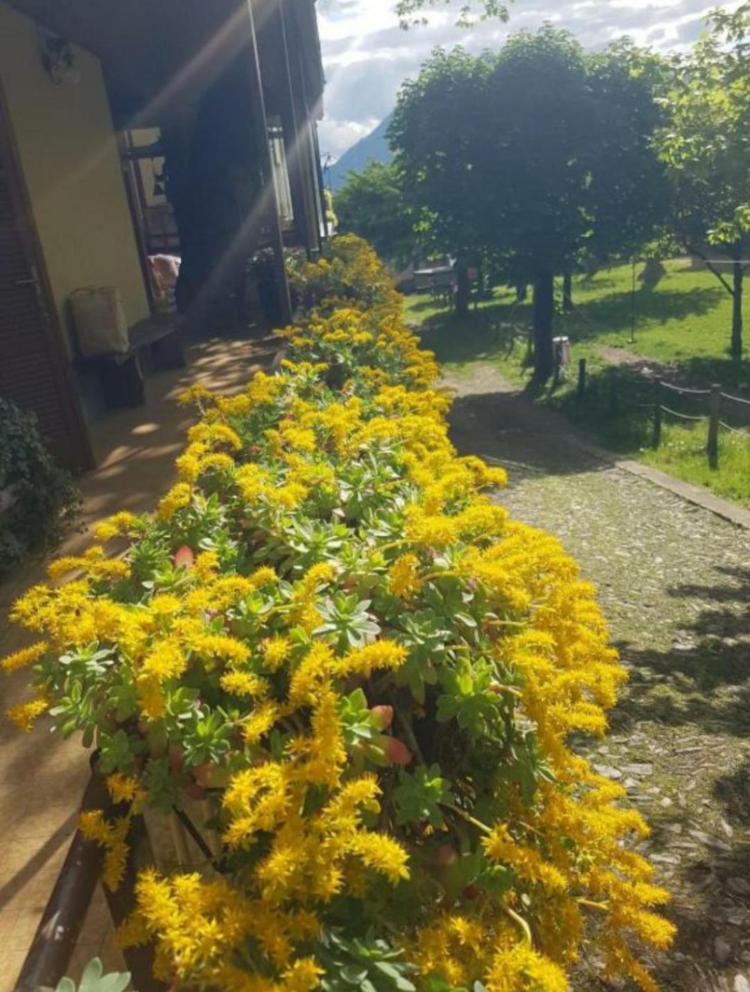 Castagno 1 Sentiero Del Viandante Bellano