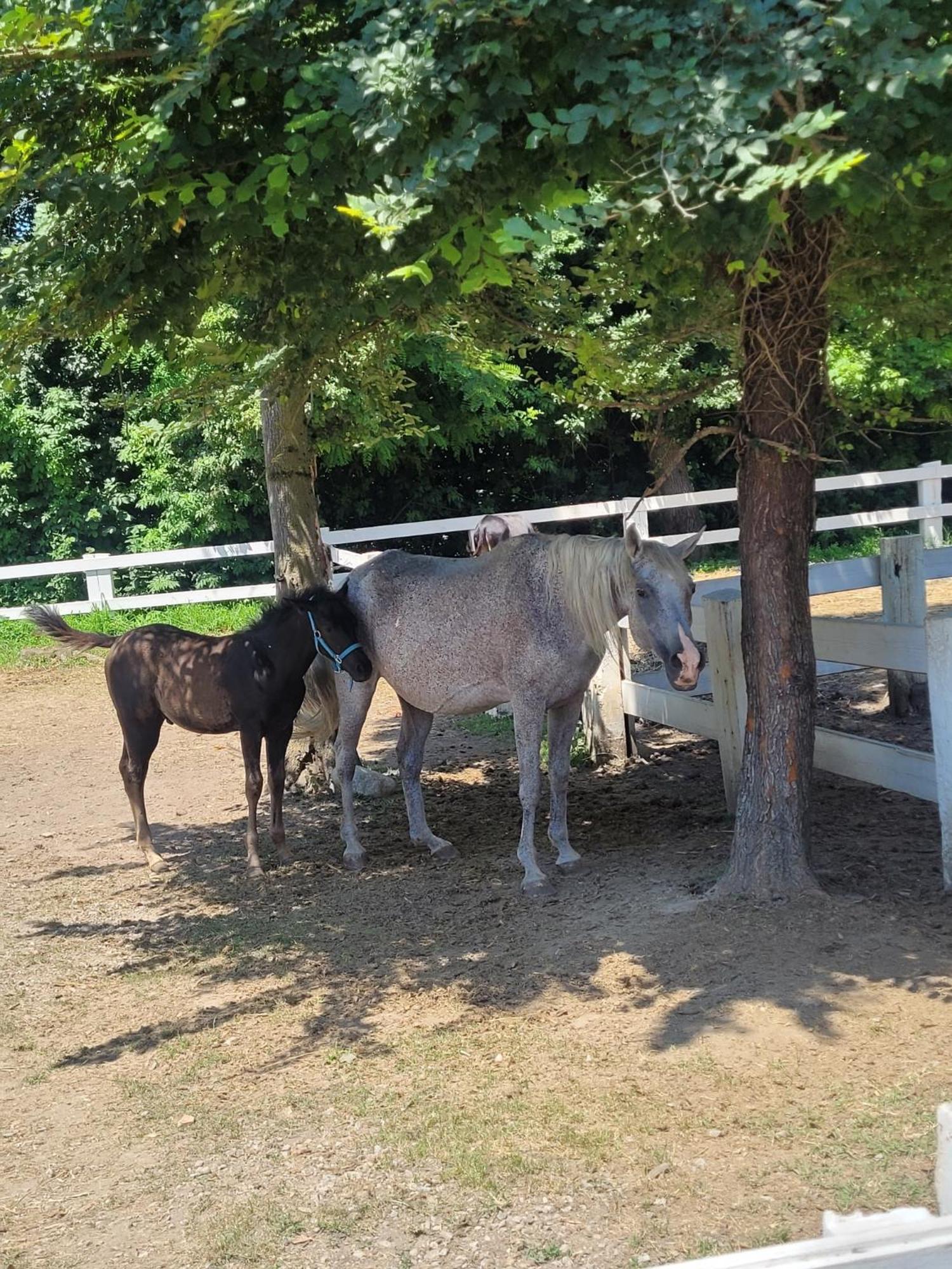 La Fornace Centro Ippico Farm stay