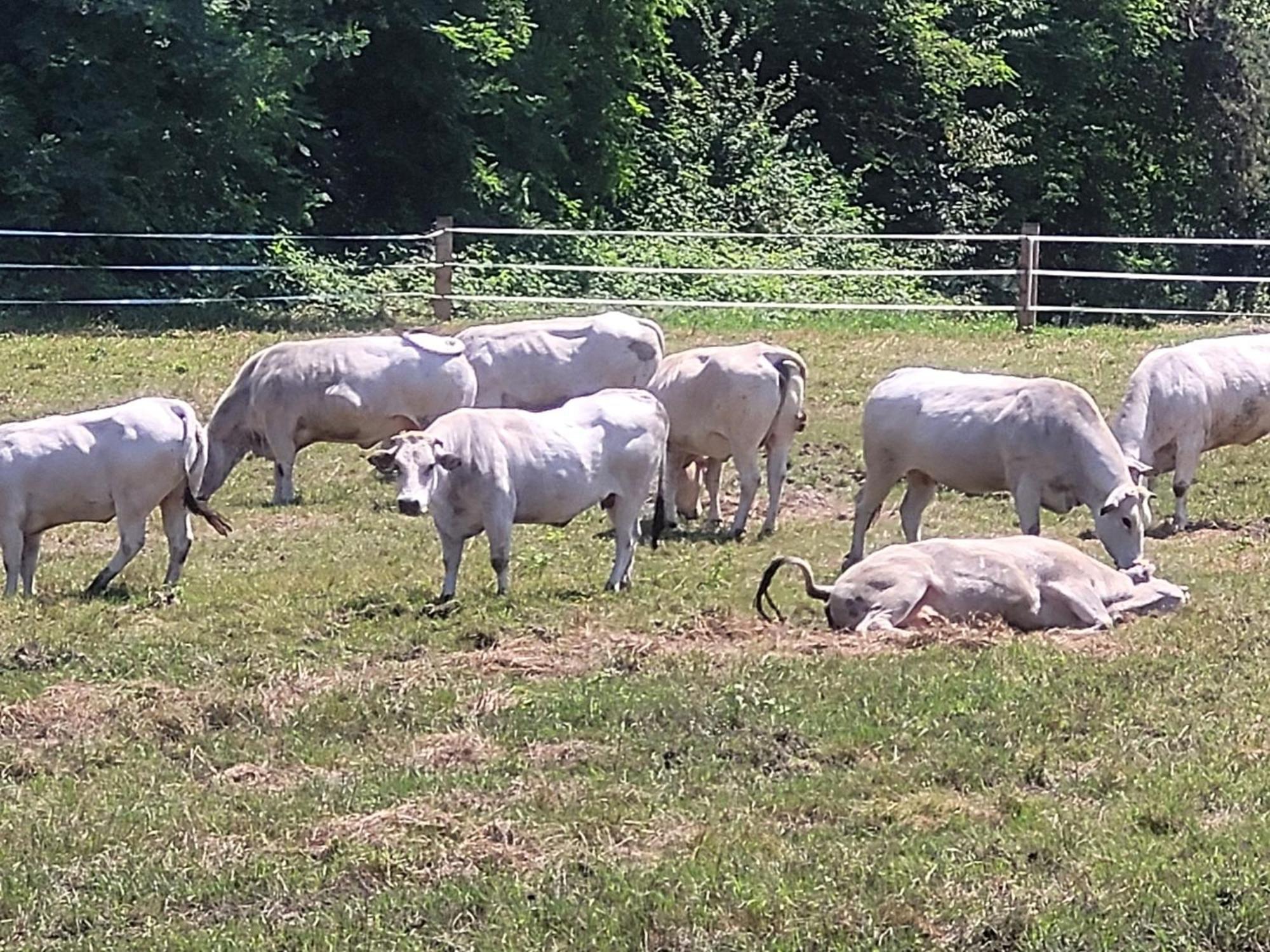 Farm stay La Fornace Centro Ippico *