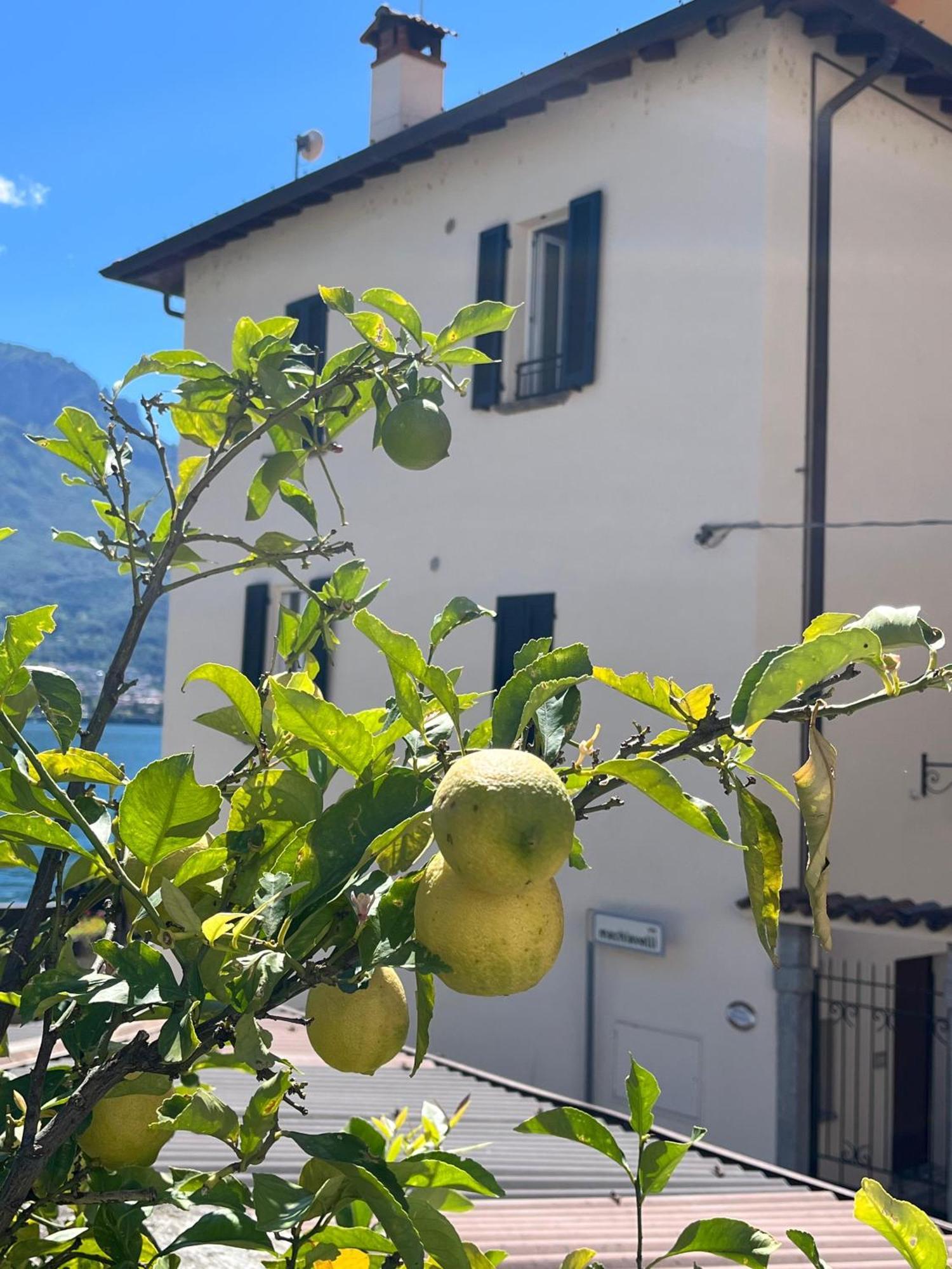 Apartment Domus Graziana - Front Oliveto Lario