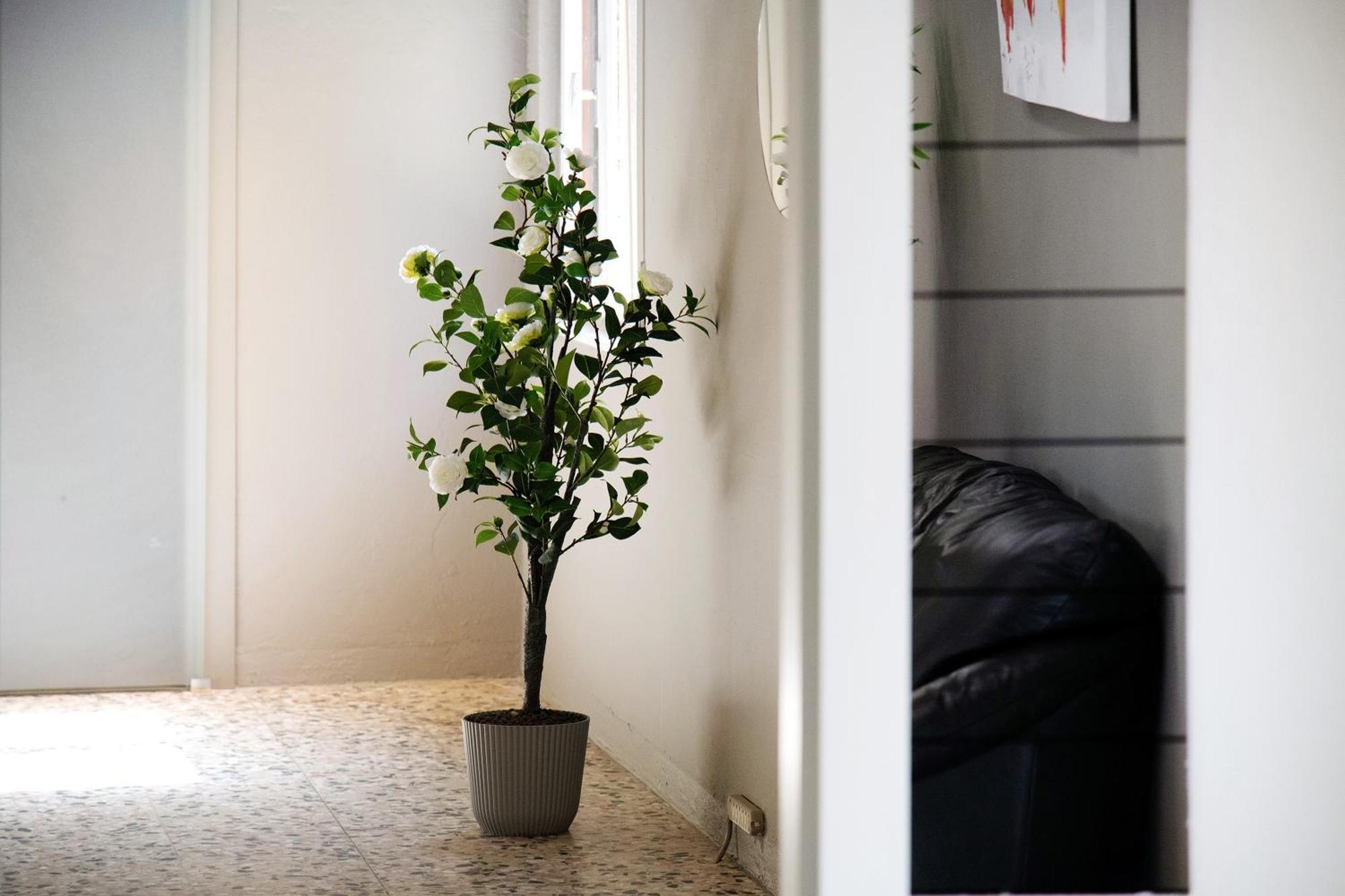 Garden Apartment Dongo