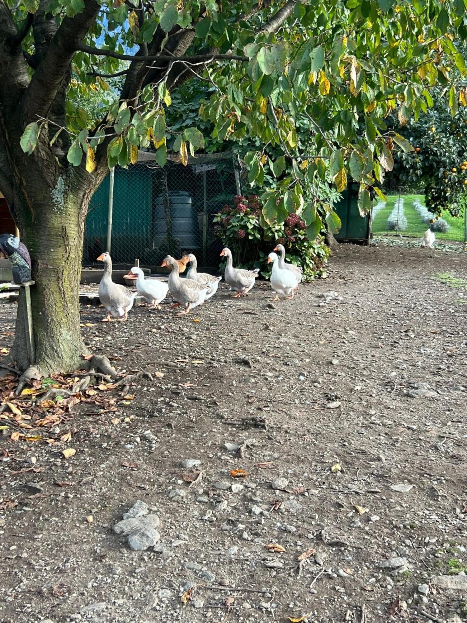 Il Giardino Dei Ciliegi
