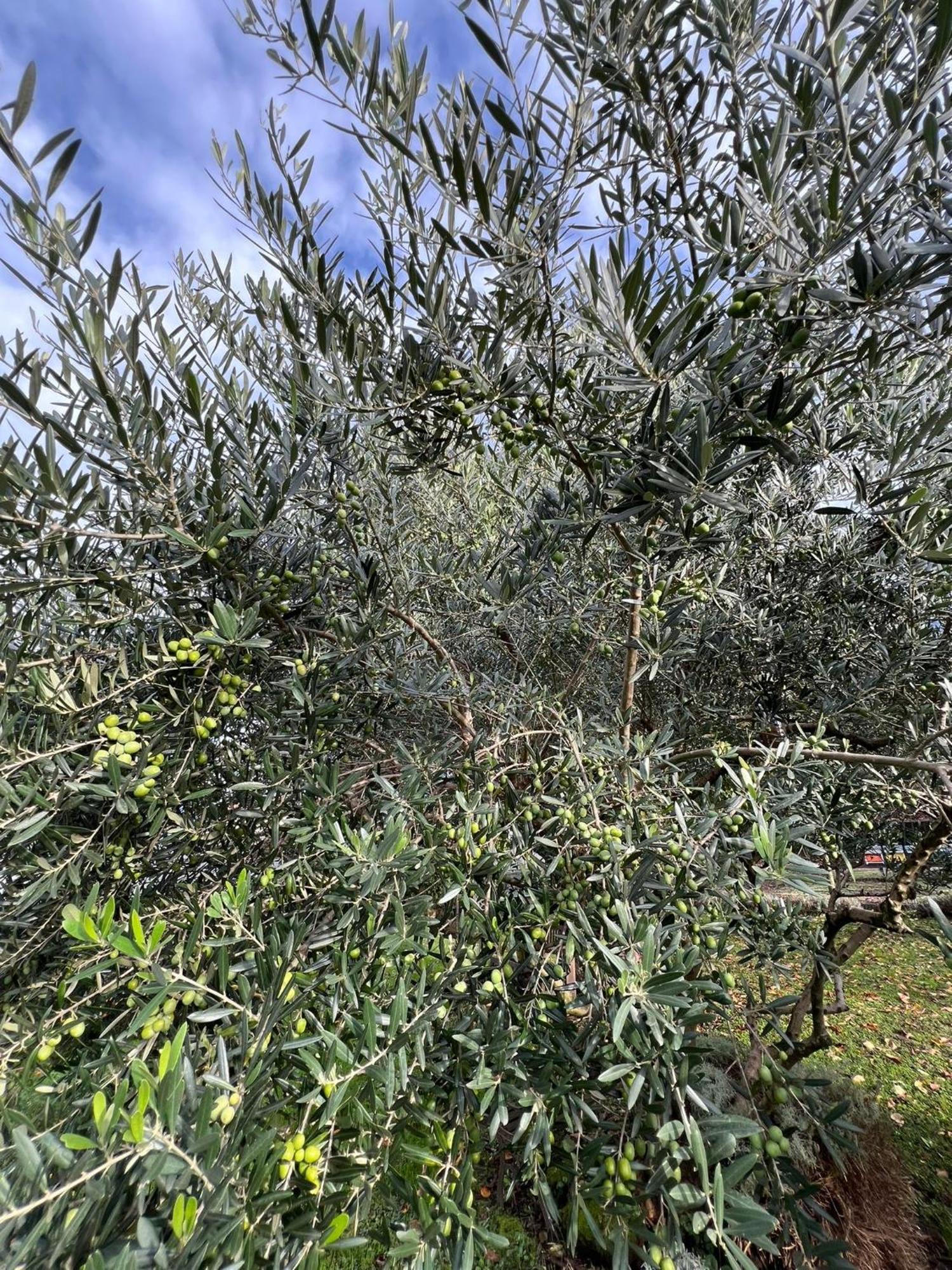 Il Giardino Dei Ciliegi * Colico